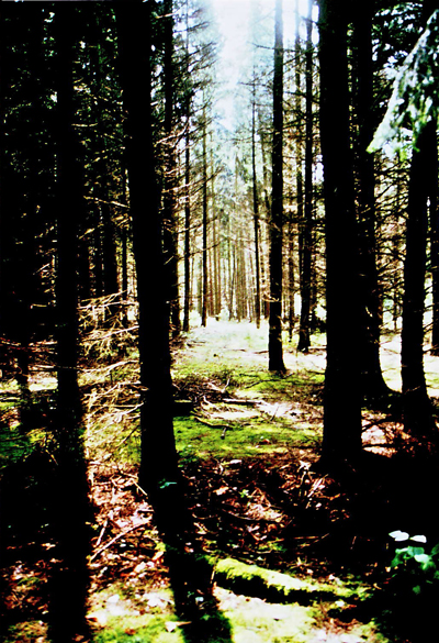 Wald